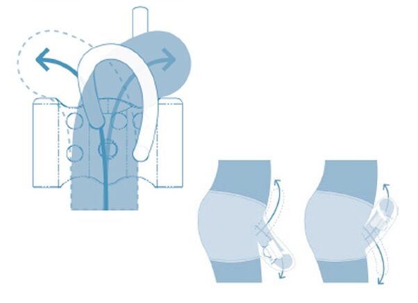 Adult reproductive system
